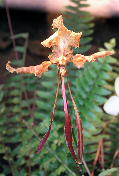 Orchidea.11.JPG - OLYMPUS DIGITAL CAMERA